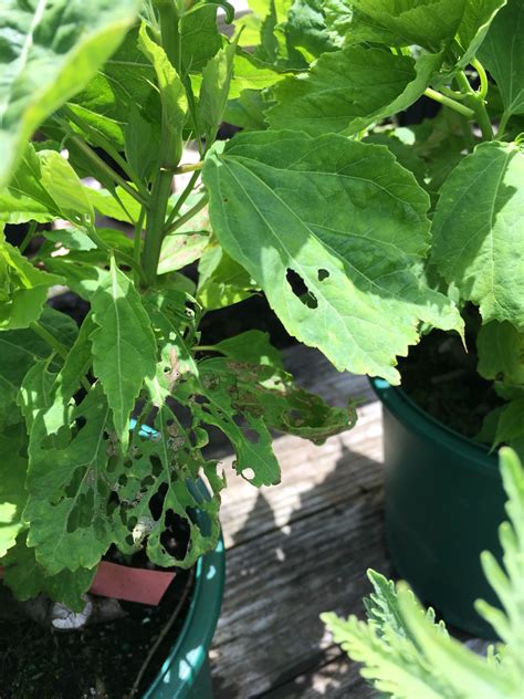 Perennial hibiscus caterpillar damage - WAKEMAN'S WHITE BIRCH NURSERY