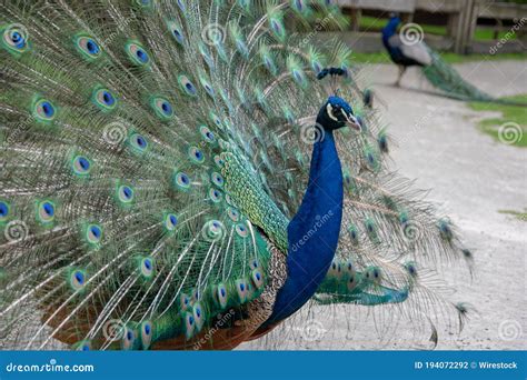 Beautiful Peafowl with Open Feathers at a Zoo at Daytime Stock Photo - Image of green ...