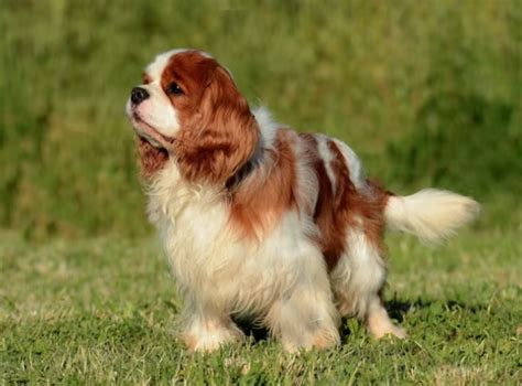 Cujo Dog Breed: Unraveling the Untamed Canine's Mystique