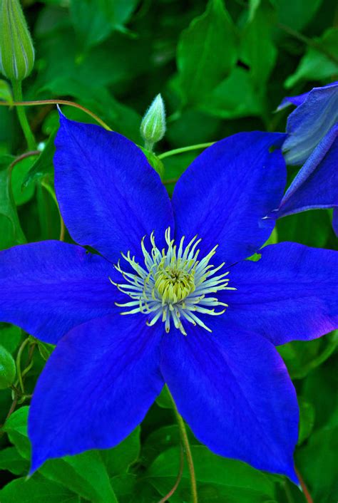 Blue Clematis Photograph by Michelle Cruz - Fine Art America