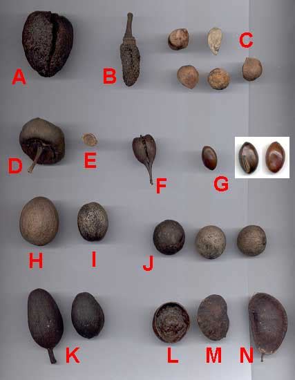 Tree Seed Identification