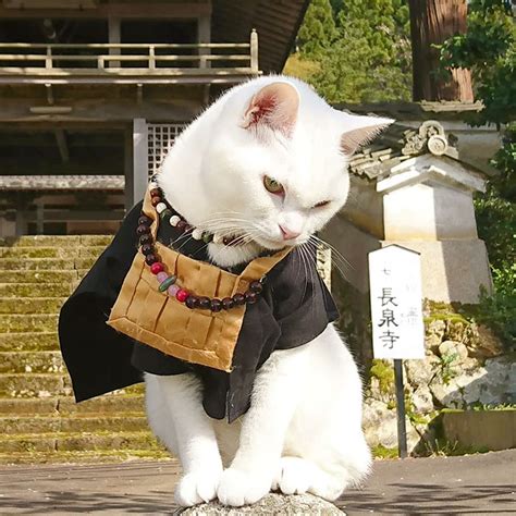 There is a cat temple in japan and its monks are the cutest – Artofit