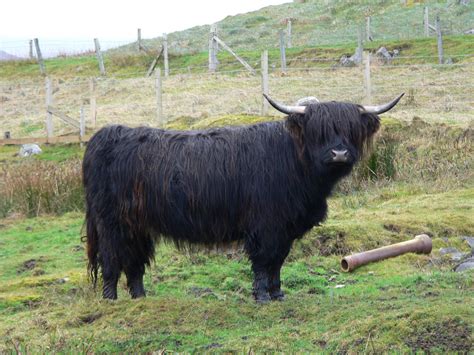 Highland Cattle New Photos And Info | The Wildlife