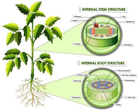 Téléchargez Diagramme Montrant La Structure De La Tige Et De La Racine gratuitement in 2021 ...