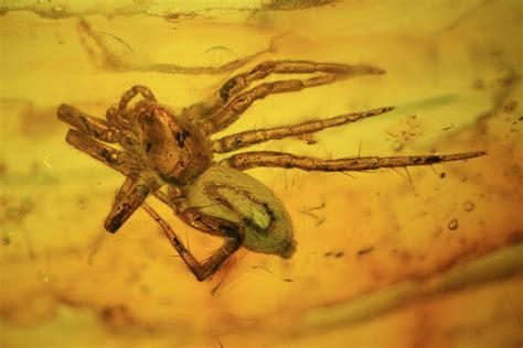 Fossil Spider (Aranea) In Baltic Amber For Sale (#38890) - FossilEra.com