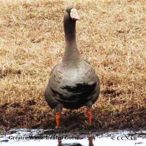 Greater White-fronted Goose (Anser albifrons) - GWFG