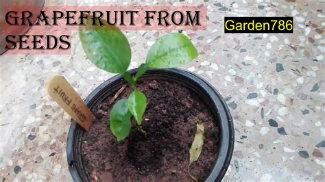 How to grow grapefruit from seeds - YouTube