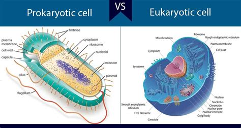 Differences between Prokaryotic and Eukaryotic Cells