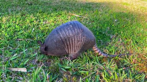 Armadillo eating insects, ants and termites, their larvae and other ...