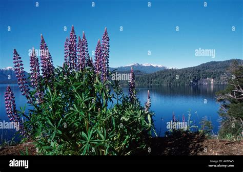 Lake Nahuel Huapi Stock Photo - Alamy