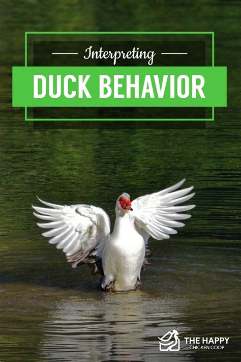 Interpreting Duck Behavior - The Happy Chicken Coop