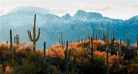 Visionary Wild ( Table Mountain, Santa Catalina Mountains, Tucson, AZ )