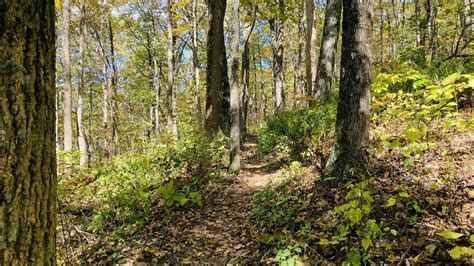 Springer Mountain and Ball Mountain via Appalachian Trail - Georgia | AllTrails