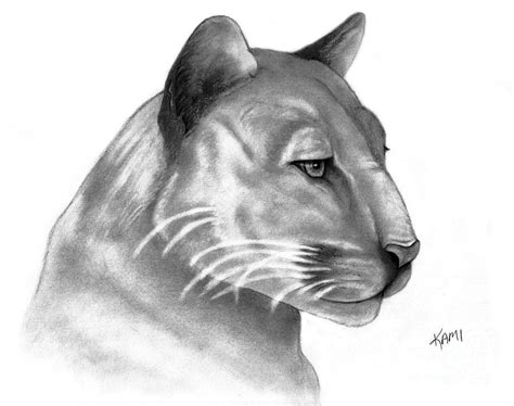 Panther Drawing at PaintingValley.com | Explore collection of Panther ...