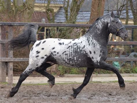 Pin on Horses | Appaloosa horses, Beautiful horses, Pretty horses