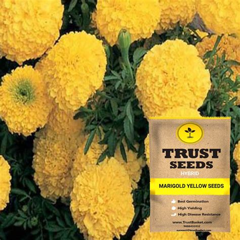 home & garden > plants > seeds – TrustBasket