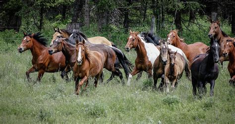 Wild Horses Running Free Photograph by Athena Mckinzie