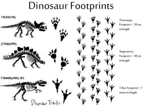 Dinosaur Feet Size