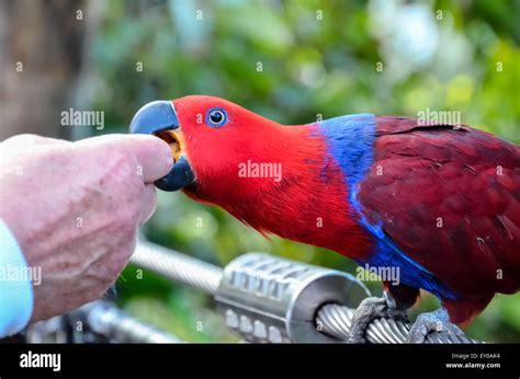 Parrot Tropical Bird Stock Photo - Alamy