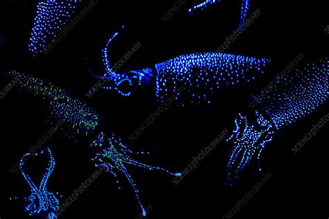 Firefly Squid - Stock Image - C003/7540 - Science Photo Library