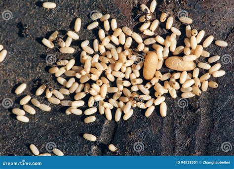 Ant eggs stock image. Image of larva, eggs, wildlife - 94828301