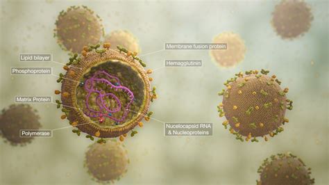 measles virus - Scientific Animations