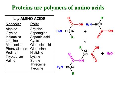 PPT - Proteins are polymers of amino acids PowerPoint Presentation ...