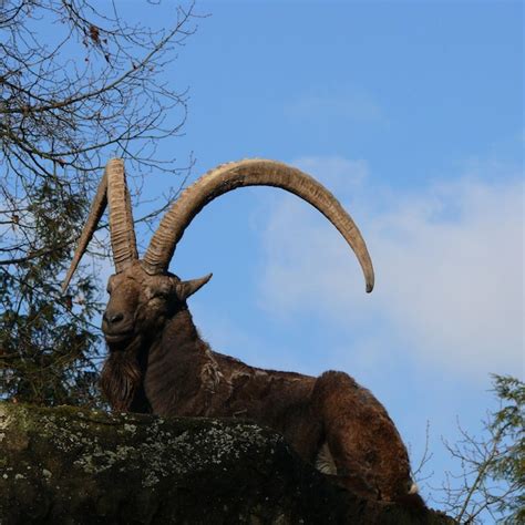 Premium Photo | Horned wild goat in its natural habitat