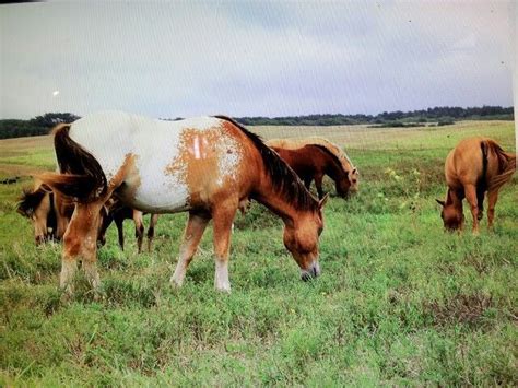 Kau Hawaii Surround, Hawaii, Horses, Animals, Animales, Animaux, Animal, Animais, Hawaiian Islands