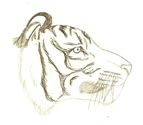 Tiger Side Sketch by Chinook16 on DeviantArt