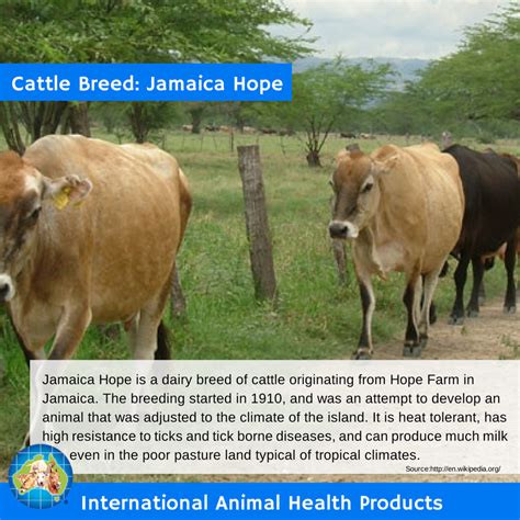 Jamaica Hope is a dairy breed of cattle originating from Hope Farm in Jamaica. The breeding ...