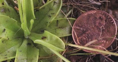 Nature up close: The carnivorous Butterwort plant - CBS News