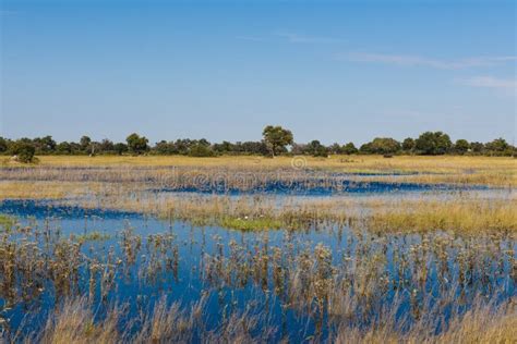 Flooding Time in the Okavango Delta Stock Image - Image of relax ...