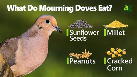 What Do Mourning Doves Eat? - IMP WORLD