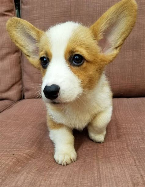 Corgi Puppies For Sale | Sacramento, CA #289118 | Petzlover