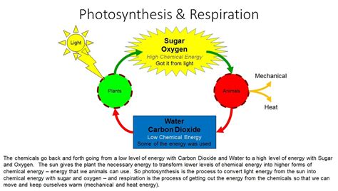 Photosynthesis & Respiration - VISTA HEIGHTS 8TH GRADE SCIENCE