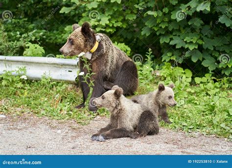 Female brown bear and cubs stock photo. Image of grass - 192253810