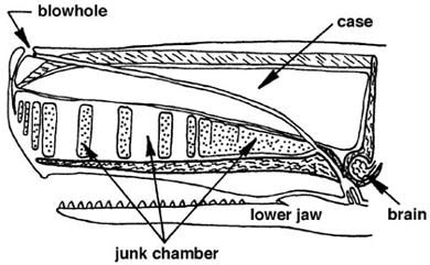 Sperm Whale Head Anatomy