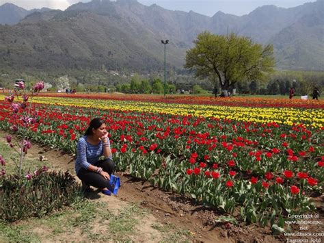 TULIP FESTIVAL KASHMIR | GARDENING FOR BEGINNERS