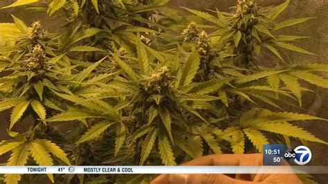 Illinois lawmakers push to fully legalize marijuana - ABC7 Chicago