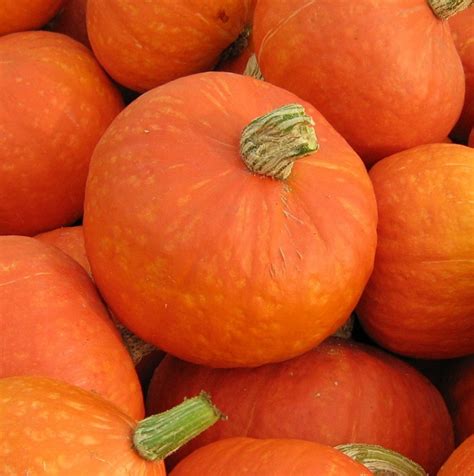 How To Identify Squash—Different Squash Types You Didn't Know About!