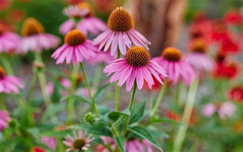 Echinacea: Summer-Long Blooms in Every Color - Dennis' 7 Dees ...