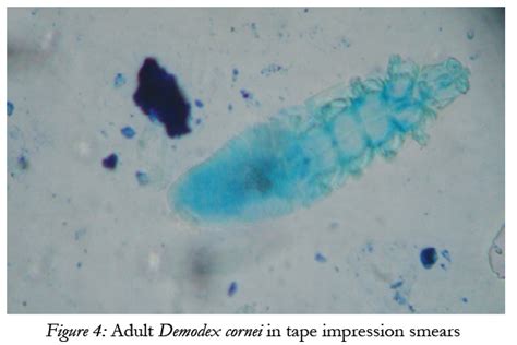 Morphometry of Demodex Canis and Demodex Cornei in Dogs with Demodicosis in India