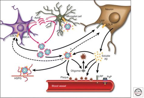 Effects of apolipoprotein E (apoE) ε4 on amyloid-beta (Aβ) metabolism... | Download Scientific ...