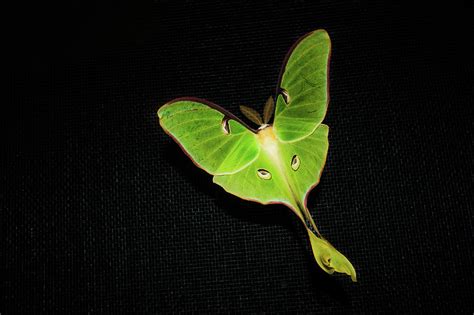 Actias Luna Moth by Scott Kroeker (natural Light Magic)