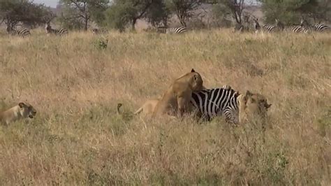 LION EAT ZEBRA - A Group Of Lion Hunting Zebra and Eat Alive - YouTube