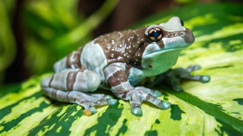 Amazon Milk Frog - The Houston Zoo