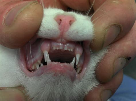 Incisor Teeth Cats images