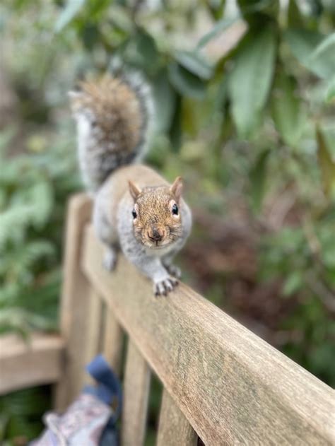 campus squirrels bein feral : r/udub