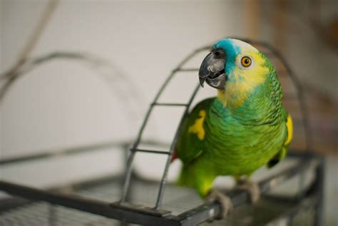 Talking parrots - 10 Best Talking Pet Parrot in the world